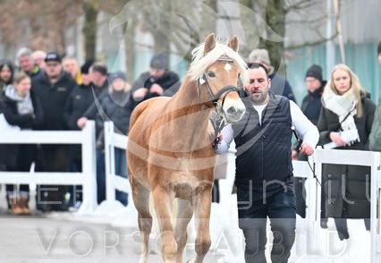 01.30 Stadl-Paura Haflinger Körung